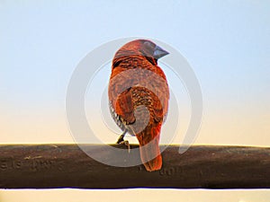 The scaly-breasted munia or spotted munia bird Lonchura punctulata or nutmeg mannikin or spice finch,