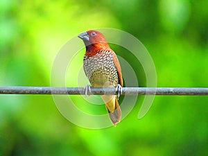 The scaly-breasted munia or spotted munia bird Lonchura punctulata or nutmeg mannikin or spice finch,