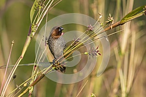 Portrait of Scaly Breasted Munia Sitting on Branch