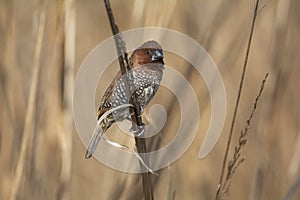 Scaly-breasted Munia (Lonchura punctulata) sitting on a grass