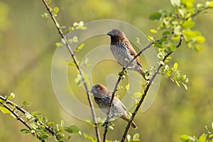 Pair of scaly breasted munia sitting on branch