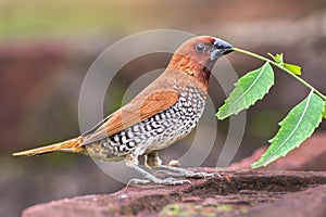 Scaly-breasted munia or Spotted munia Lonchura punctulata