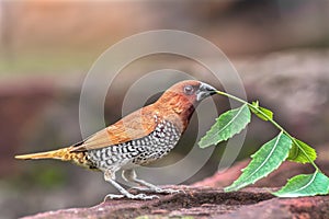 Scaly-breasted munia or Spotted munia Lonchura punctulata