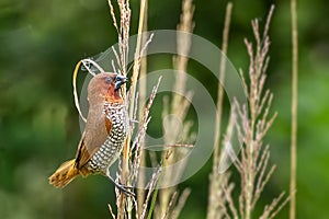 Scaly-breasted munia or Spotted munia Lonchura punctulata