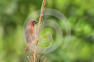 Scaly-breasted munia or Spotted munia Lonchura punctulata