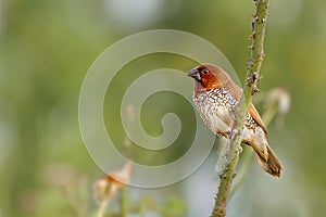 Scaly-breasted munia or Spotted munia Lonchura punctulata