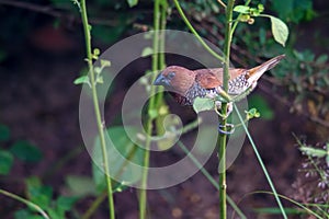 Scaly-breasted munia or Spotted munia or Lonchura punctulata