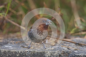 Scaly-breasted munia or spotted munia ( Lonchura punctulata) on the ground