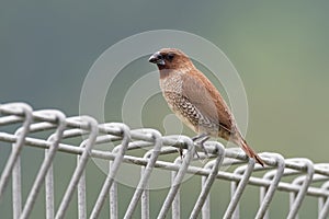 Scaly-breasted munia or spotted munia - Lonchura punctulata, known as nutmeg mannikin or spice finch, sparrow-sized estrildid