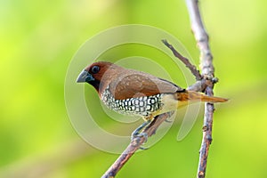The scaly-breasted munia or spotted munia Lonchura punctulata, known in the pet trade as nutmeg mannikin or spice finch sitting