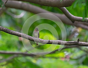 The scaly-breasted munia or spotted munia Lonchura punctulata photo