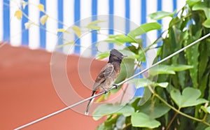 Scaly breasted Munia or spotted Munia Lonchura punctulata, species of Passerine Starlings birds, very small, spot in a tree.