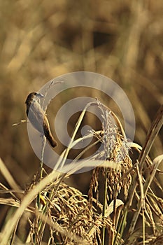 scaly breasted munia or spotted munia or nutmeg mannikin (lonchura punctulata) is perching on a sheaf of paddy