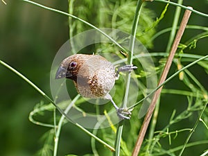 Scaly-breasted Munia