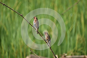 Scaly breasted Munias