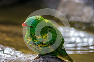 Scaly-brested lorikeet leaving bird bath