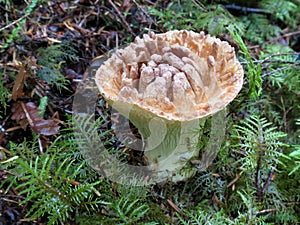 Scaly Chanterelle - Turbinellus kauffmanii