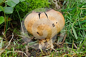 Scaly Earthball