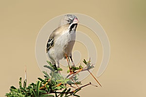 Scaly-feathered finch