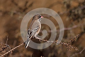 The Scaly-feathered Finch Sporopipes squamifrons 4802