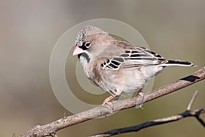 Scaly-feathered weaver bird