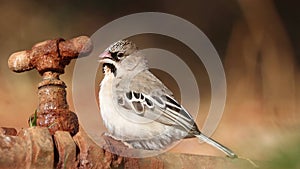 Scaly-feathered weaver drinking from a leaking tap