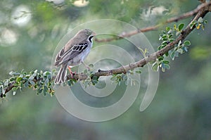 Scaly-feathered weaver on tree branc, Namibia