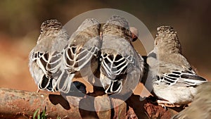 Scaly-feathered weavers drinking from a leaking tap