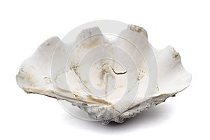 Scaly giant clam shell or Tridacna squamosa isolated on white background.
