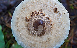 Scaly hat of a light grey mushroom with a dark centre taken from above