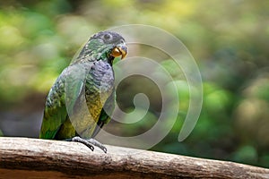 Scaly-headed Parrot bird