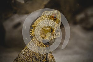 Scaly lizard skin resting in the sun