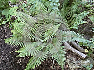 The Scaly male fern / Dryopteris affinis / Golden-scaled male fern, Heimischer Goldschuppenfarn oder Goldschuppen-Farn