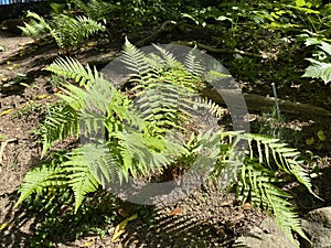 The Scaly male fern / Dryopteris affinis / Golden-scaled male fern, Heimischer Goldschuppenfarn oder Goldschuppen-Farn