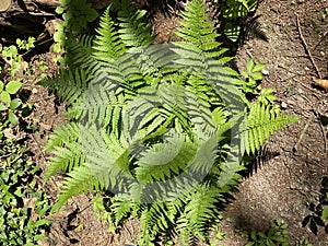 The Scaly male fern Dryopteris affinis, Golden-scaled male fern, Heimischer Goldschuppenfarn oder Goldschuppen-Farn, Å umska