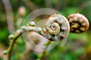 Scaly male fern frond