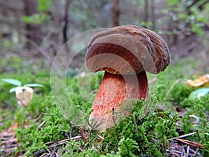 Scaly mushroom with moss and blurred forest background.