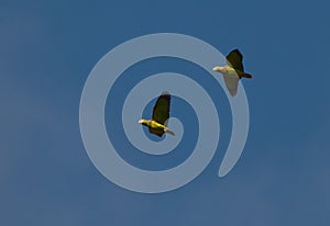 Scaly-naped Parrots on flight