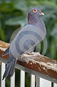 Scaly-naped Pigeon, Patagioenas squamosa, perched