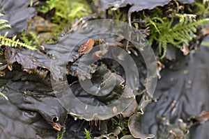 Scaly Pelt Lichen