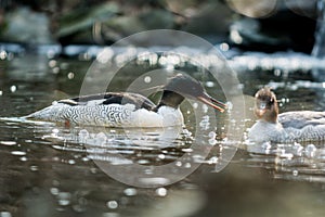 Scaly-sided merganser