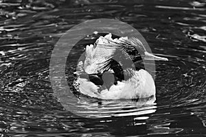 Scaly sided Merganser Chinese Merganser Duck Male Seattle Washiington photo