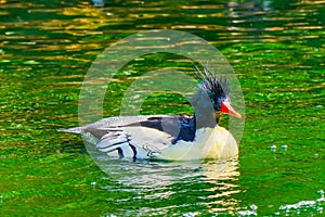 Scaly sided Merganser Chinese Merganser Duck Male Seattle Washington