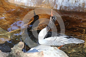 Scaly-sided merganser or Chinese merganser Mergus squamatus 9