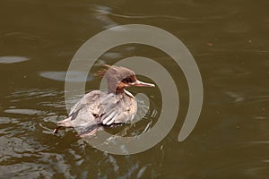 Scaly-sided merganser duck Mergus squamatus