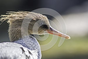 Scaly-sided merganser (Mergus squamatus)