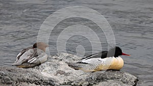 Scaly-sided merganser (Mergus squamatus) in Japan