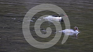 Scaly-sided merganser (Mergus squamatus) in Japan