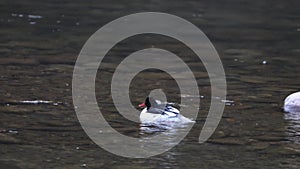 Scaly-sided merganser (Mergus squamatus) in Japan