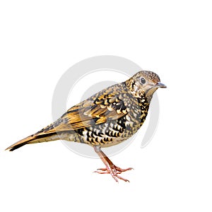 Scaly Thrush bird